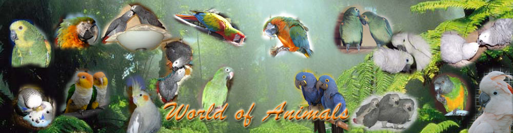 World of Animals Foren-bersicht